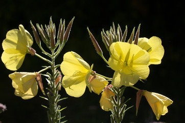 Wall Mural - Oenothera biennis; Evening Primrose in Swiss cottage garden