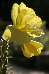 Wall Mural - Oenothera biennis; Evening Primrose in Swiss cottage garden