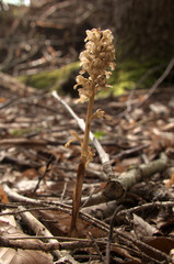 Wall Mural - Neottia nidus-avis; Bird's-nest orchid in woods above Walenstadt, Swiss Alps