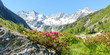 canvas print picture - Panorama einer Berglandschaft mit Alpenrosen und Gletscher im Hintergrund