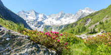 Panorama Einer Berglandschaft Mit Alpenrosen Und Gletscher Im Hintergrund