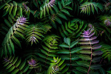 Natural Leaf Pattern