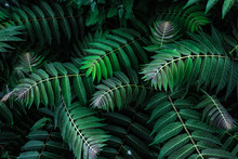 Natural Leaf Pattern
