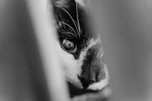 Portrait Black White Cat With Sweet Eyes
