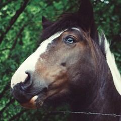 brown horse portrait in the meadow in the nature