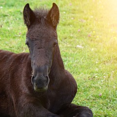 brown horse portrait in the meadow in the nature