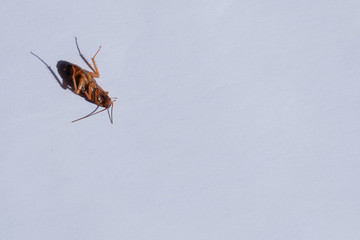 Cockroaches on a white background