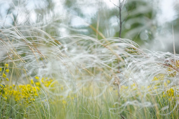 Wall Mural - Delicate feather grass in the steppe. Close-ups