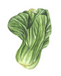 Watercolor hand drawn bok choy isolated on white background. Chinese cabbage. Vegetables illustration.