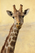 Angolan Giraffe (Giraffa Camelopardalis Angolensis)