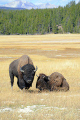 Wall Mural - Bison in Yellowstone National Park, USA