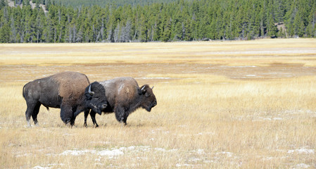 Wall Mural - Bison in Yellowstone National Park, USA