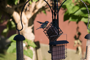 Sticker - bird on feeder