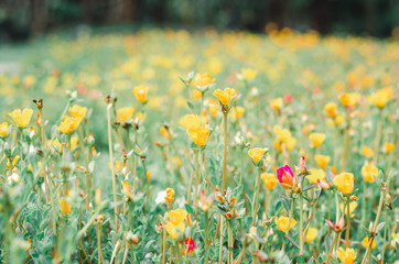 Wall Mural - blooming blossom yellow flower field outdoor background in garden.