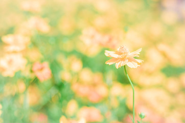 Wall Mural - blooming blossom yellow flower field outdoor background in garden.
