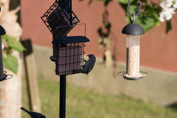 Sticker - bird on feeder