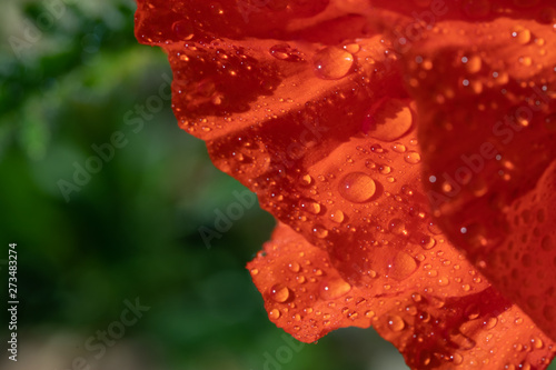 Fresh beautiful red poppies on green field.