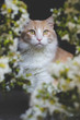 Cat Hidden Behind Flowers