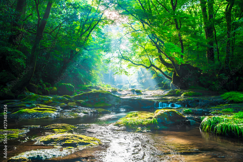 Kikuchi valley, waterfall and ray in forest, Japan - obrazy, fototapety, plakaty 