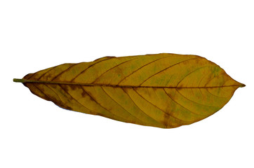 Brown dry leaves with white isolated