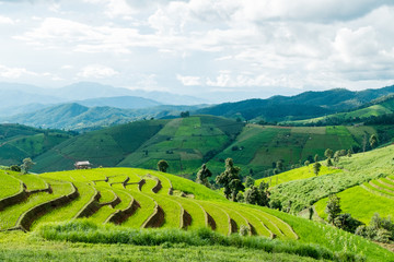 Landscape view farm rice at Ban Papongpieng Rice Terraces, Chiang Mai, Thailand