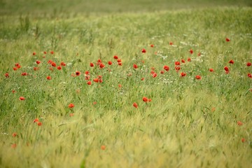 Wall Mural - champ de coquelicots