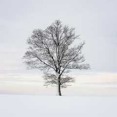 Wall Mural - winter cold nature details with snow and vegetation under snow cover