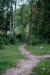 beautiful pathway in the green forest after the rain