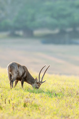 Poster - A male Hog deer feeding on the green grassland.