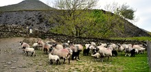 Farm Dog And The Herdwick Sheep