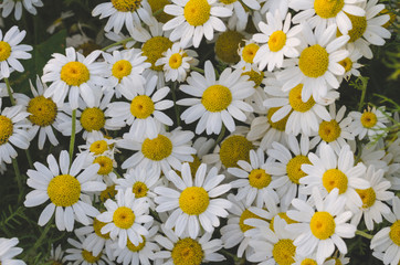 Wall Mural - Flowering marguerite flowers or daisies. Close-up of many blossoms of marguerite flower photographed from above. Can be used as wall wallpaper or mural in wellness areas