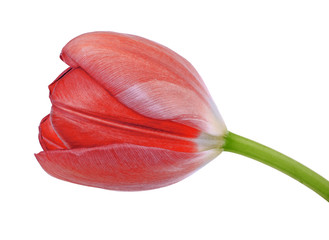 Poster - red tulip flower isolated on a white background with clipping path. Close-up. Flower bud on a green stem.