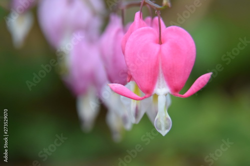 Fleur Coeur De Marie Rose Buy This Stock Photo And Explore