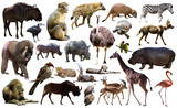 Fototapeta Zwierzęta - Birds, mammal and other animals of Africa isolated