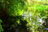 Fototapeta Krajobraz - Still, reflective water in a southern swamp.
