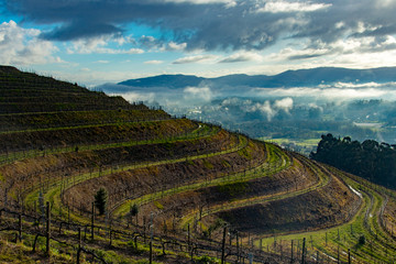 Wall Mural - landscape with wineyards