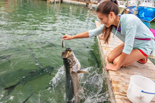 Tarpon Feeding In The Keys In Florida. Asian Tourist Girl Having Fun On Vacation Travel Feeding Big Tarpons Fish Jumping Out Of Water - Leisure Vacation Activity In The Florida Keys.