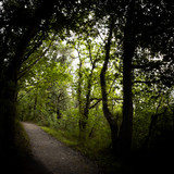 Fototapeta  - walking on beautiful mysterious forest pathway in springtime