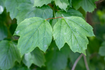 Close-up shot of Viburnum acerifolium leaf.