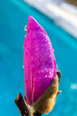 Canvas Print - closeup of flower