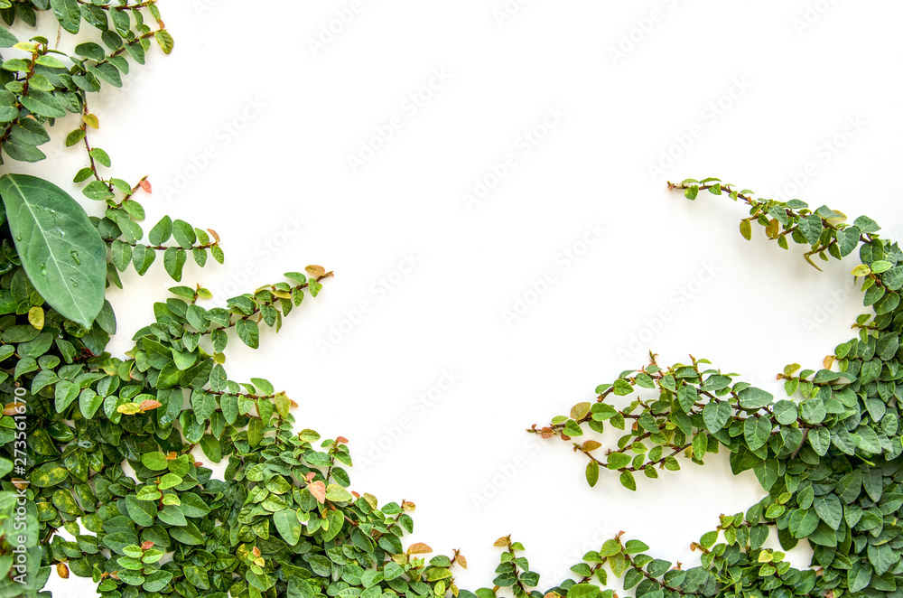 White walls and small trees in the garden - obrazy, fototapety, plakaty 