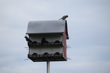 Wall Mural - Birdhouse