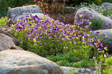Blooming Violets And Other Flowers In A Small Rockery In The Summer Garden