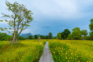 Wall Mural - wooden bridge with yellow cosmos flower field