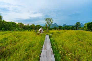 Wall Mural - many tourists visit the yellow cosmos flowers blooming with wooden bridge in lopburi, thailand