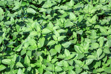 Poster - Basil trees in the planting field.