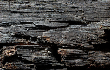 unusual structure of an old tree as a screensaver