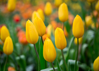 Poster - Tulip blooming in the planting field.