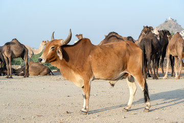 Wall Mural - Brown bull and camels in desert Thar during Pushkar Camel Fair, Rajasthan, India
