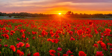Sunset Over A Meadow Of Blooming Red Poppies-panorama
